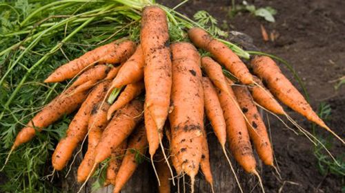 2020 åt svensken i genomsnitt 10 kilo morötter per person. Foto: Shutterstock.