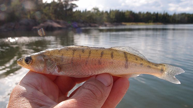 Gösen i Österjön gynnades av fiskefritt område. Foto: Ulf Bergström