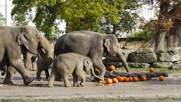 Halloween-Fest bei den Elefanten - Foto: Zoo Leipzig