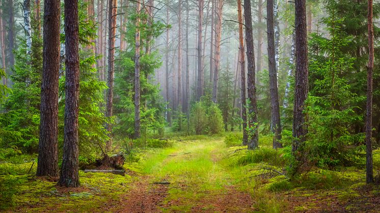 Skogsgödsling motverkar växthuseffekten och ökar lönsamheten