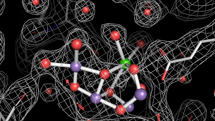 Fotosystem II är proteinkomplexet som spjälkar vatten till vätejoner och syre i fotosyntesen. Forskare har nu lyckats ta bilder av fotosystem II i alla steg av vattenspjälkningsreaktionen. Credit: Jan Kern, Lawrence Berkeley National Laboratory