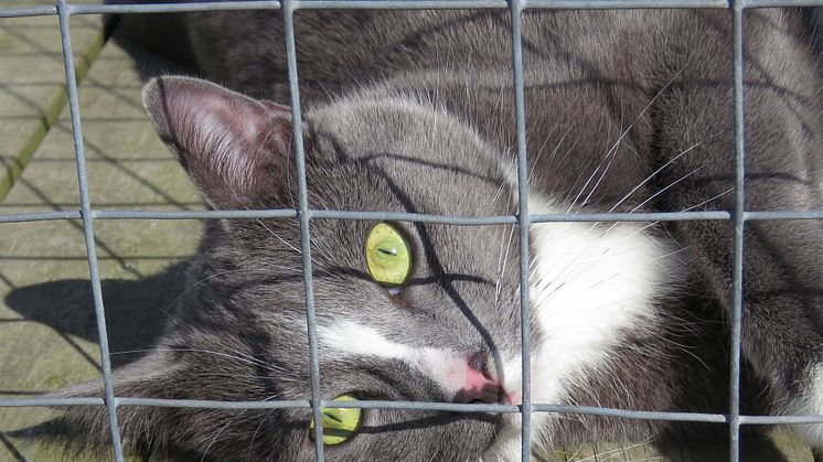 Katten Pepsi på katthemmet Tassebo i Helsingborg. En av landets alla hemlösa katter som söker ett nytt hem.