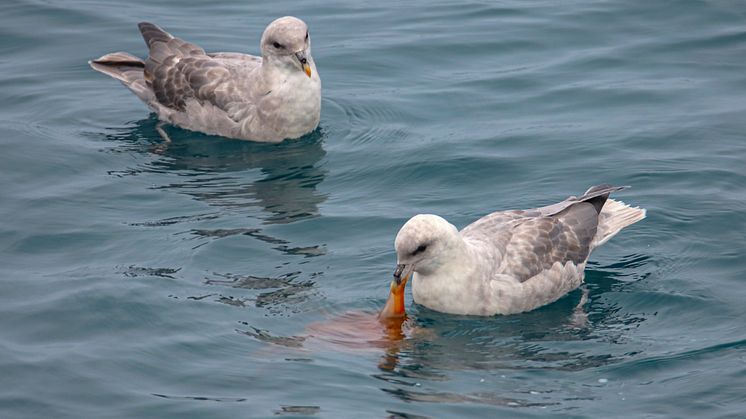 Fulmar eating jellyfish