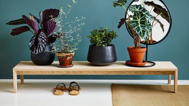 6 gode grunner til fylle huset med grønne planter