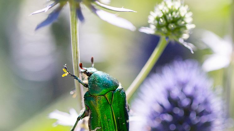 Gräsgrön guldbagge och andra pollinatörer visas från och med Pollineringsveckan på friluftsmuseet Fornbyn i Skara. Foto: Lena Granefelt.