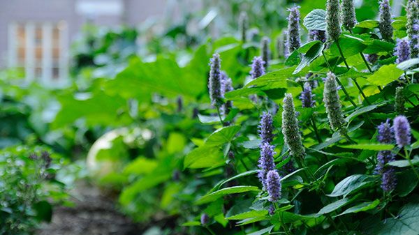 Odla staden: Vi behöver biologisk mångfald