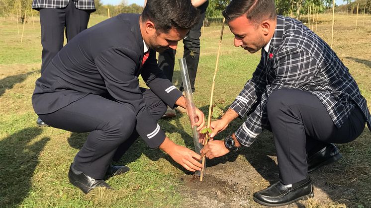 Tree planting 