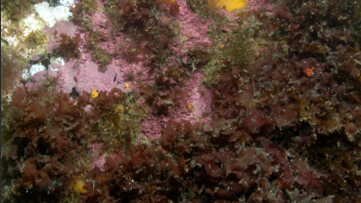 Hardbunn Smeerenburgfjorden
