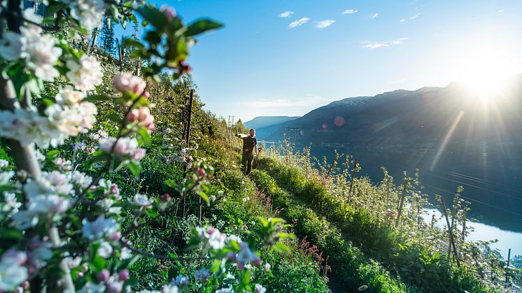 Fjord Cruise Hardanger kan kombineres med sidergårdbesøk