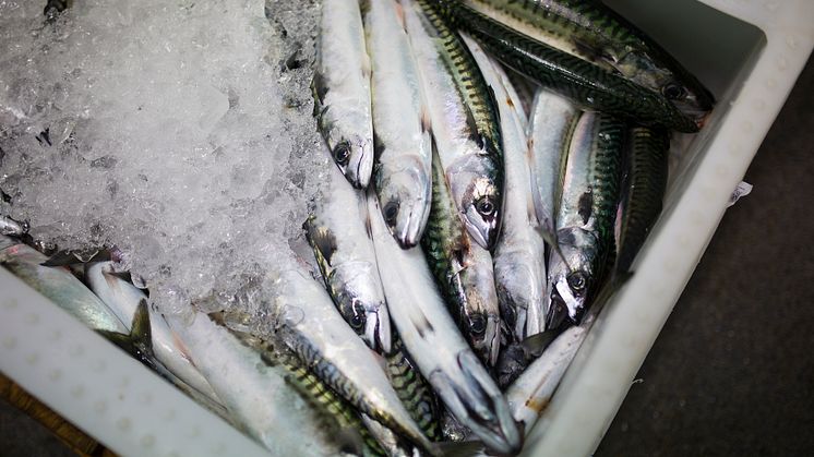 Från och med den 25 september är svenskt yrkesmässigt fiske i Skagerrak och Kattegatt med krokredskap och nät med en maskstorlek om 50-70 millimeter åter tillåtet. Foto: Natalie Greppi