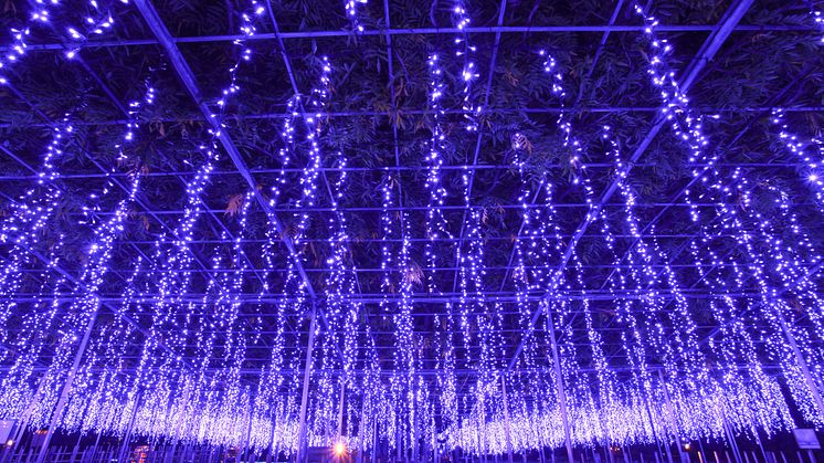 Great Purple Wisteria Lights @ Ashikaga Flower Park