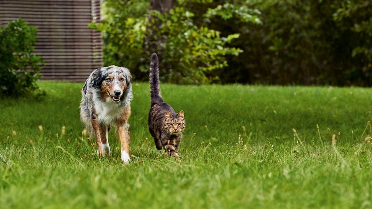 Hund und Katze im Garten.JPEG