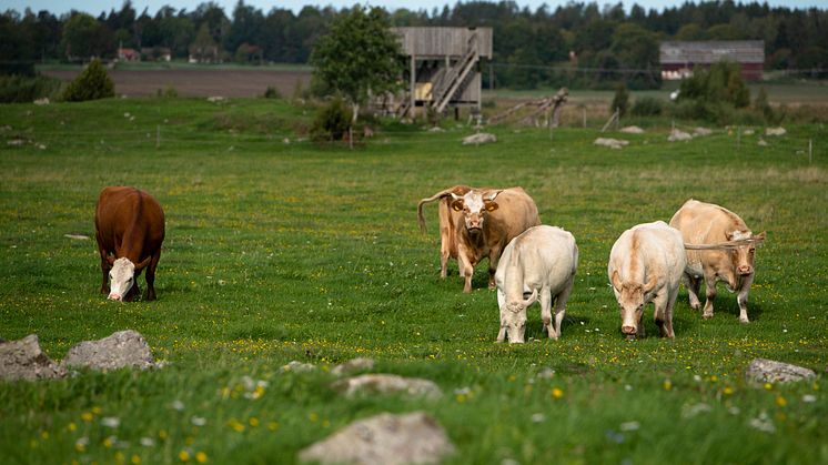 Köttdjur på naturbetesmark. Foto: KRAV
