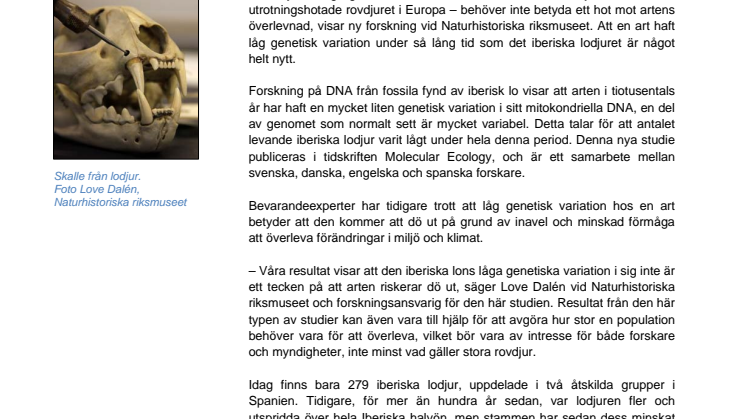 Spanska lodjur har överlevt trots extremt liten genetisk variation