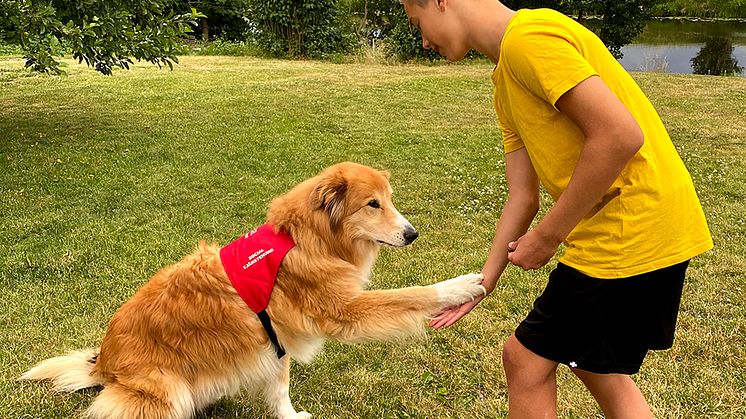 Svensk skolhund. I länder som USA och England har man länge använt sociala tjänstehundar som hjälp eller kollega i skolan för bland annat läsinlärning och kommunikationsträning, men även i Sverige finns numera sådan verksamhet.