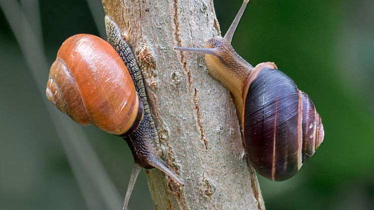 Parksnäcka_Cepaea_nemoralis_ Foto_ Jonas_Roth