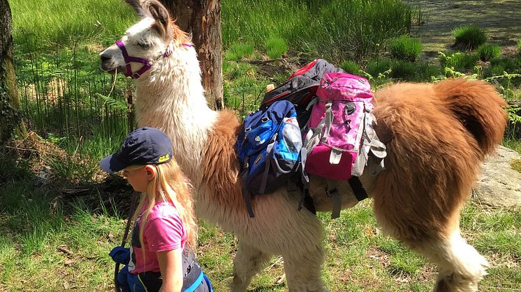 Lama-Trekking im Tessin
