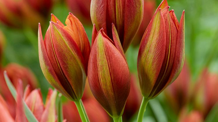 Botanisk tulpan 'Mara'.jpg