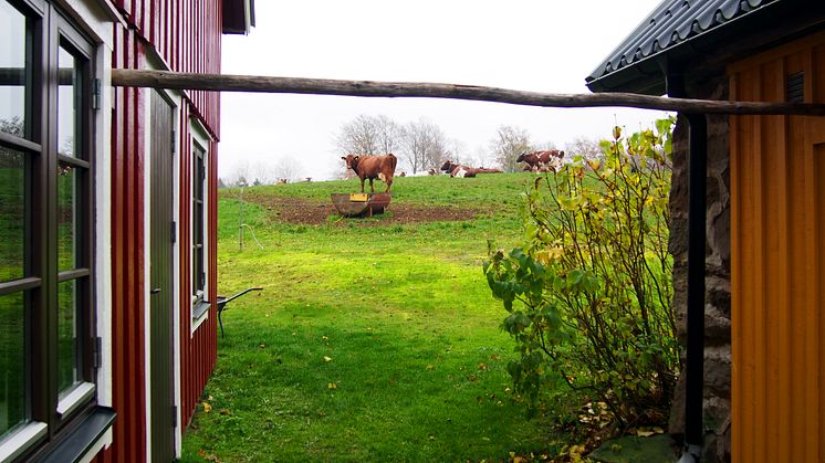 Skanemejerier_Bete_November (1)