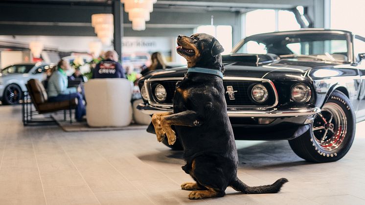Mustang 60 år feiring Bilfabrikken 2024 (25).jpg