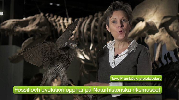 Fossil och evolution. 