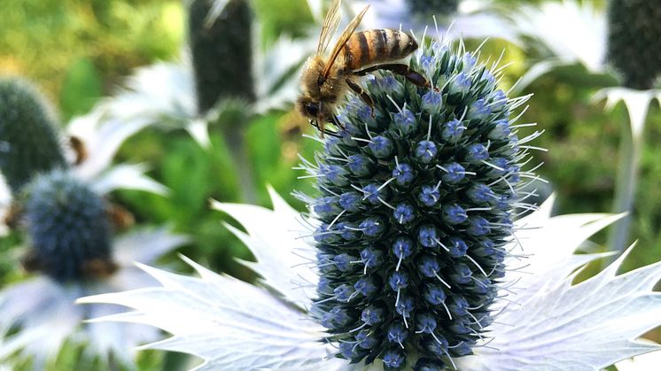 När nektar och pollen i naturen tar slut ger biodlarna sina husdjur sockerlösning att äta över vintern. Foto: Anna Lind Lewin.