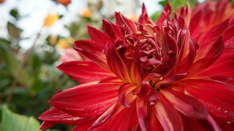 Röd Dahlia