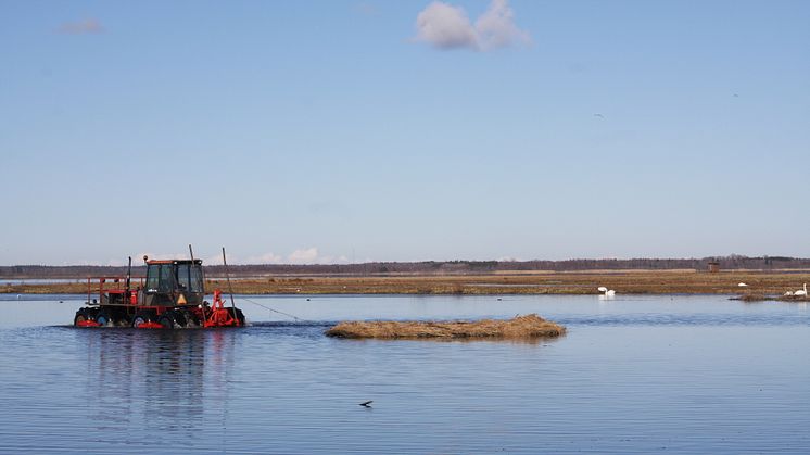 Restaureringen av Hornborgasjön
