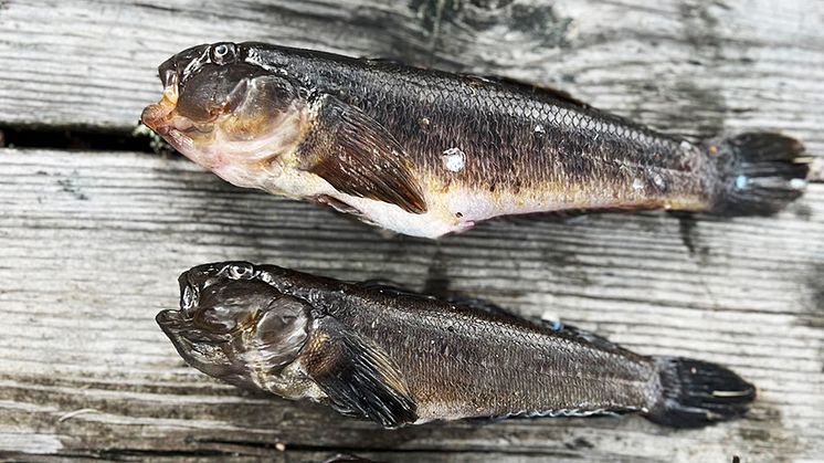 Svartmunnad smörbult. Foto: Joakim Hållén/IVL