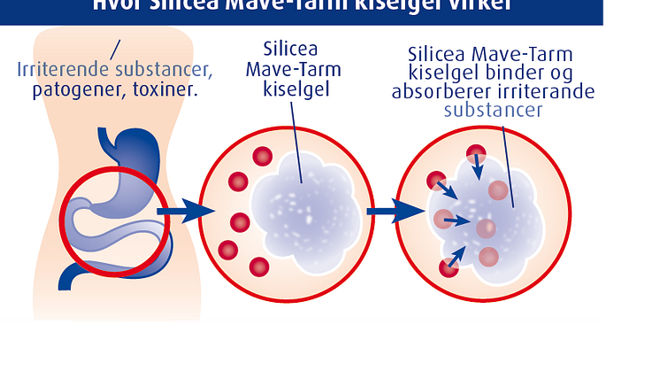 Bild_hvor_silicea mave-tarm virker