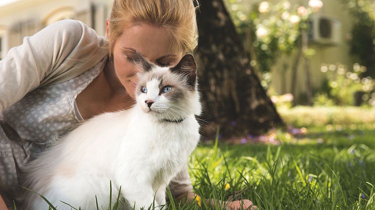 08. August ist internationaler Tag der Katze
