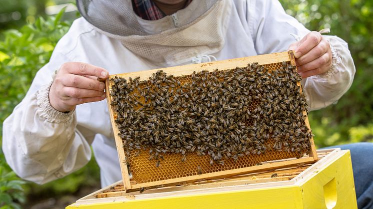 Imker Dennis Volland siedelt Bienenvolk um