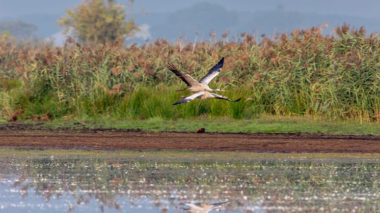 Die eleganten "Vögel des Glücks" machen wieder Rast in Brandenburg. Foto: Ralf Donat.