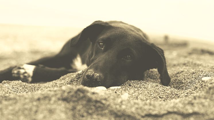 Hund som vilar i sanden