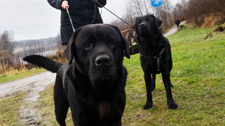 Terapihundarna Jack och Pepper prisas