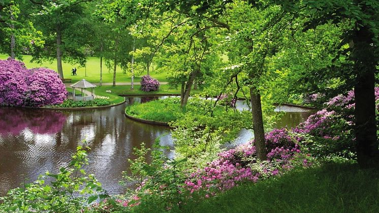 Blommande rhododendron i Brunnsparken i juni