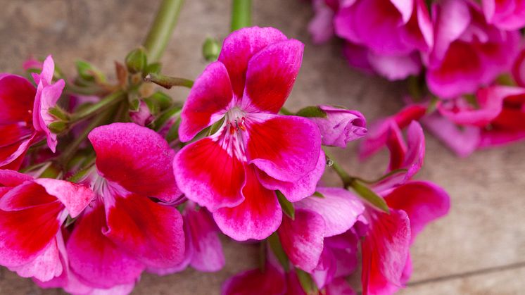 Årets Pelargon 2020 - Tango ’Deep Rose with Eye’