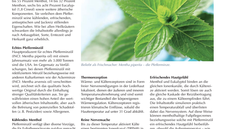 Gefühlte Frische: Pfefferminzöl in Fußpflegepräparaten