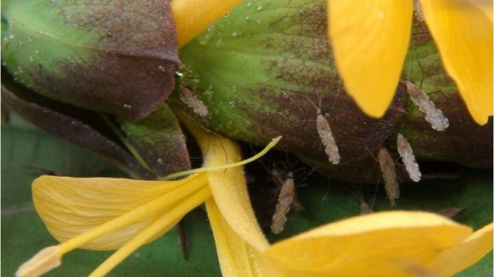 Mygghonor (Anopheles) på sockerjakt i nektarier på växten Barleria lupilina. Foto: Hien et al.