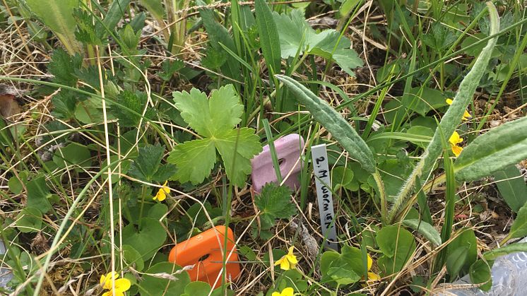 Mesokosm med hed-tundravegetation i den experimentella trädgården på Abisko forskningsstation, CIRC. Foto: Gesche Blume-Werry