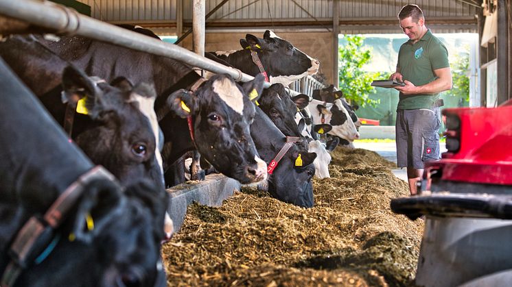 Arla Landwirt Kevin Anhamm vom Niederrhein (NRW) im Stall 