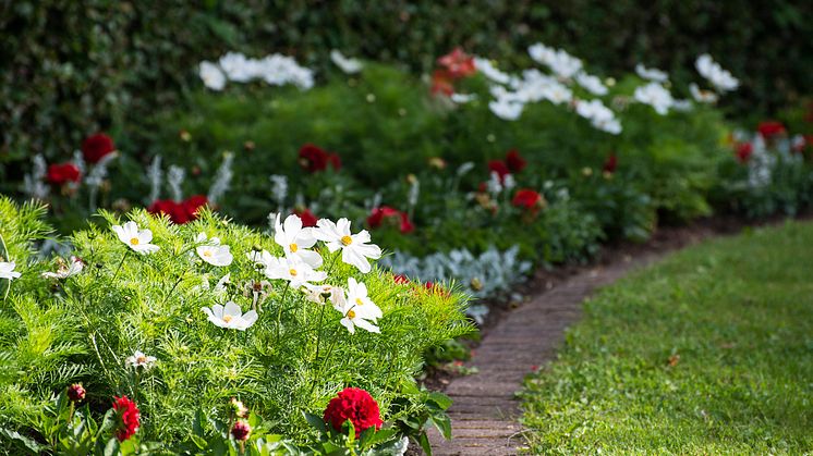 16 000 sommarblommor planterade i Furuvik