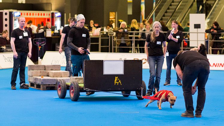Nytt inslag på MyDOG: Weight pulling