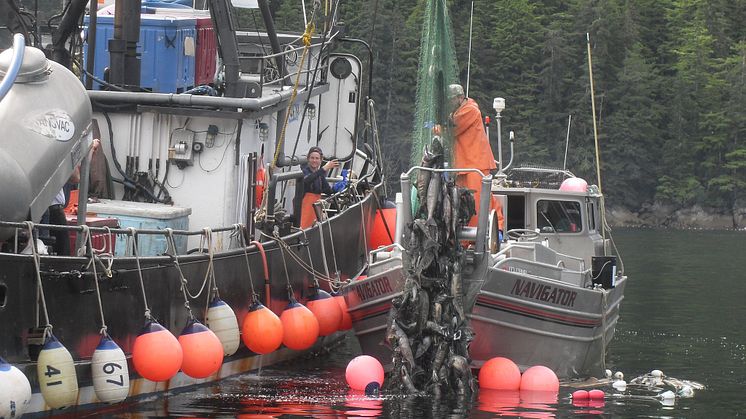 RS17825_Navigator Hauling in their Catch (Alaska salmon)