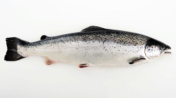 Sustainable Norwegian salmon