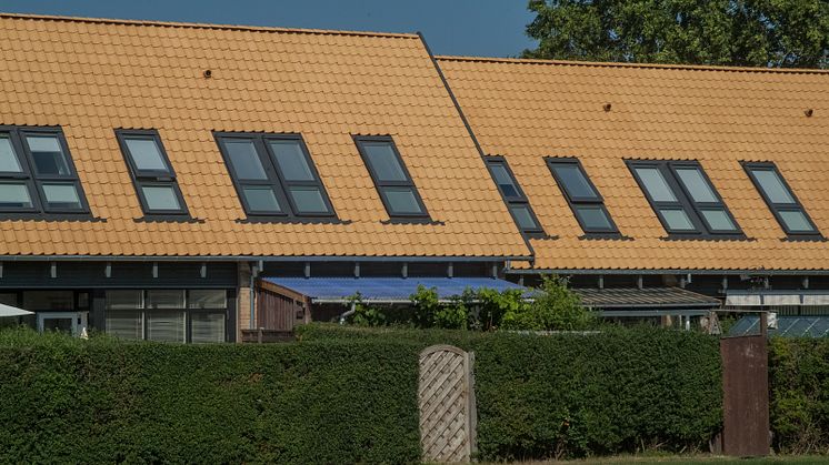 Gule Dantegl 2