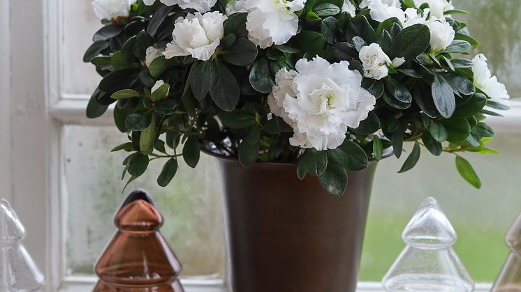 Azalea hvit
