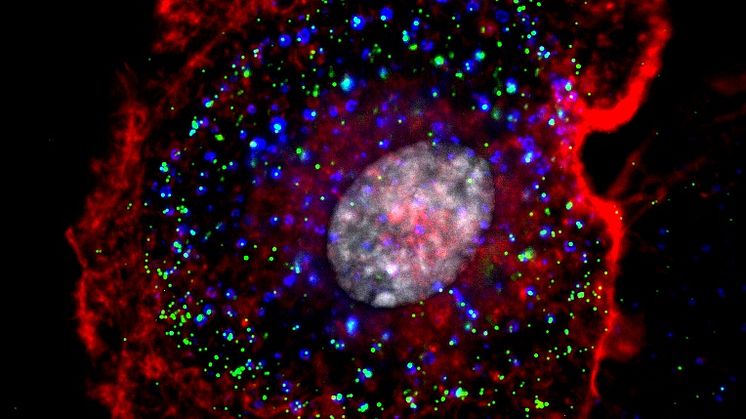 Genrebild adenovirus