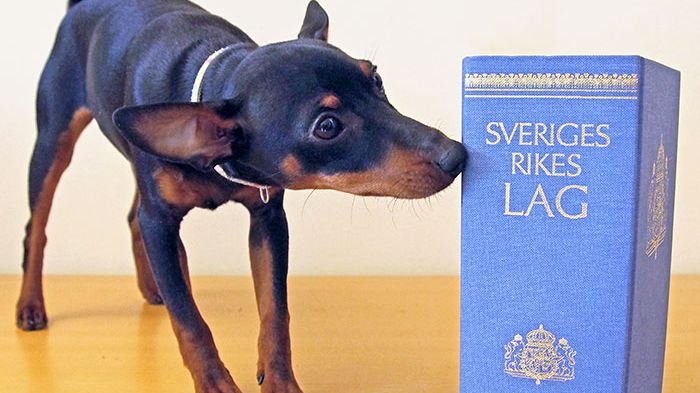 Statskontorets rapport Hund under kontroll granskar myndighetsarbetet med attackerande hundar.