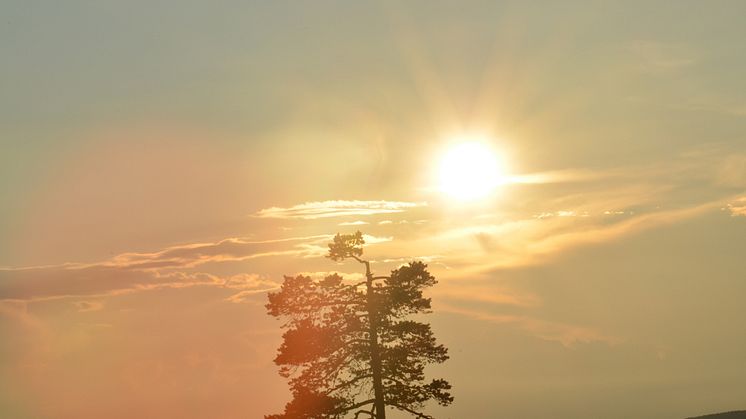 Sunne jaktmässa 2-3 augusti